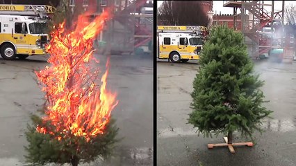 Christmas tree burn test: dry vs hydrated