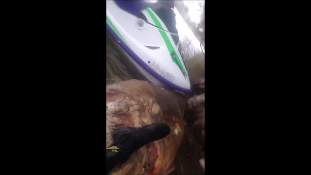 Ces plongeurs trouvent un poisson de 2 mètres mort dans une rivière