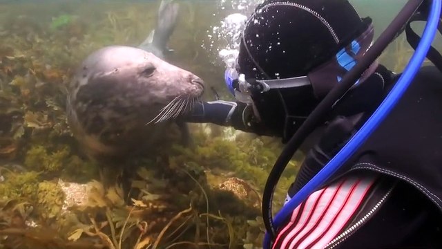 Ce phoque veut un câlin et demande à un plongeur! Trop mignon