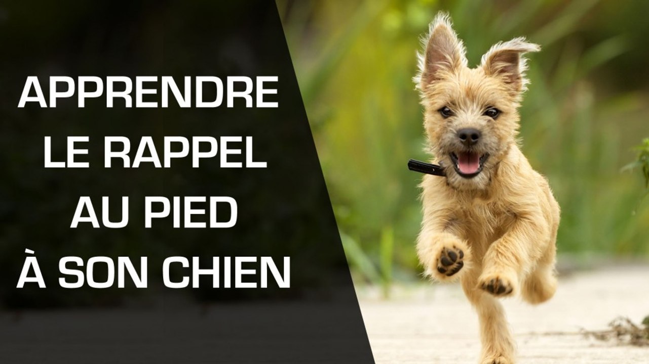 Apprendre le rappel au pied à son chien