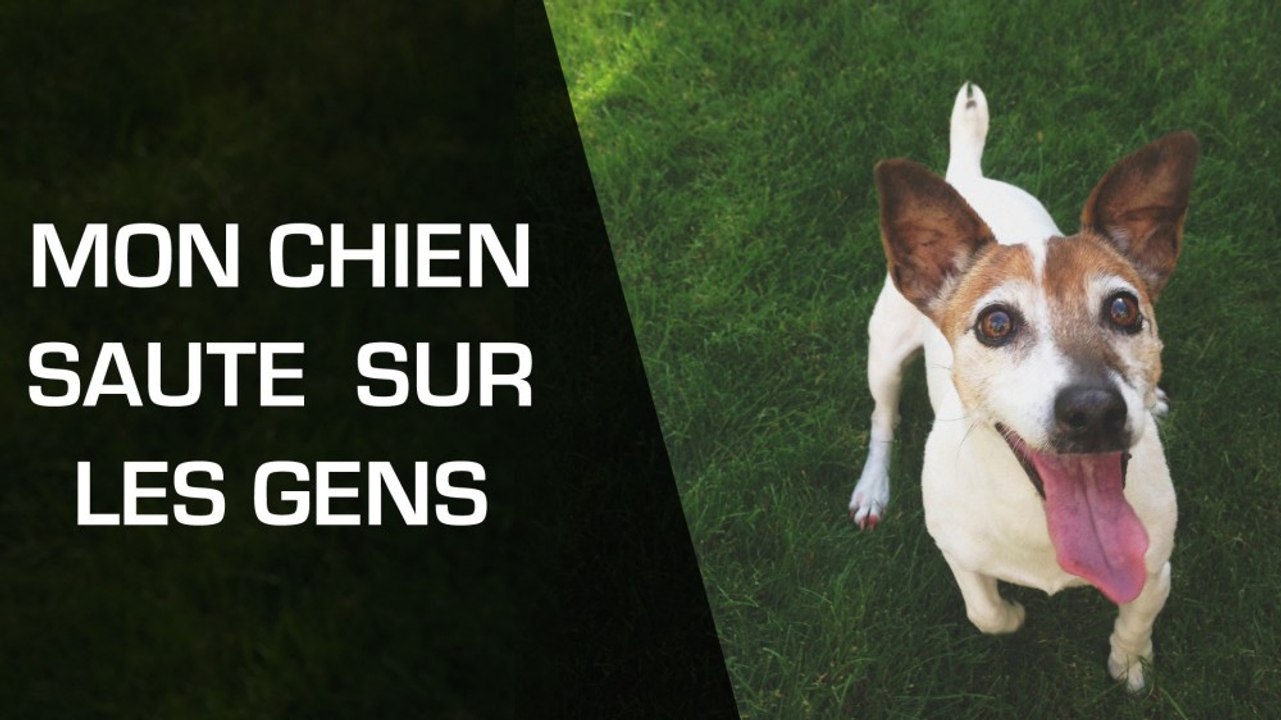 Mon chien saute sur les gens : comment l’en empêcher ?
