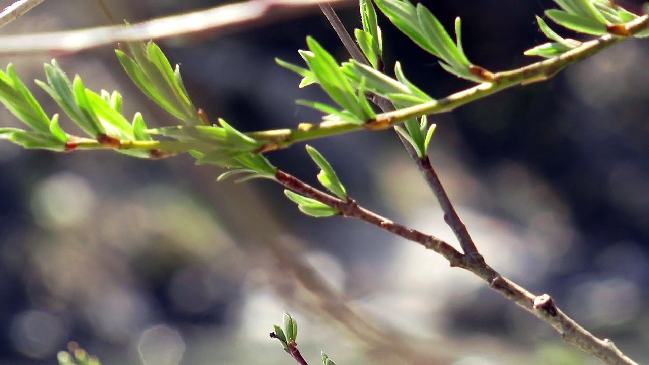 Des HLM 4 étoiles avec une vue imprenable à la Salle-les-Alpes