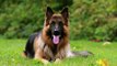 German Shepherd Dog Breeds Information, Origin, History, Appearance, Temperament, Health