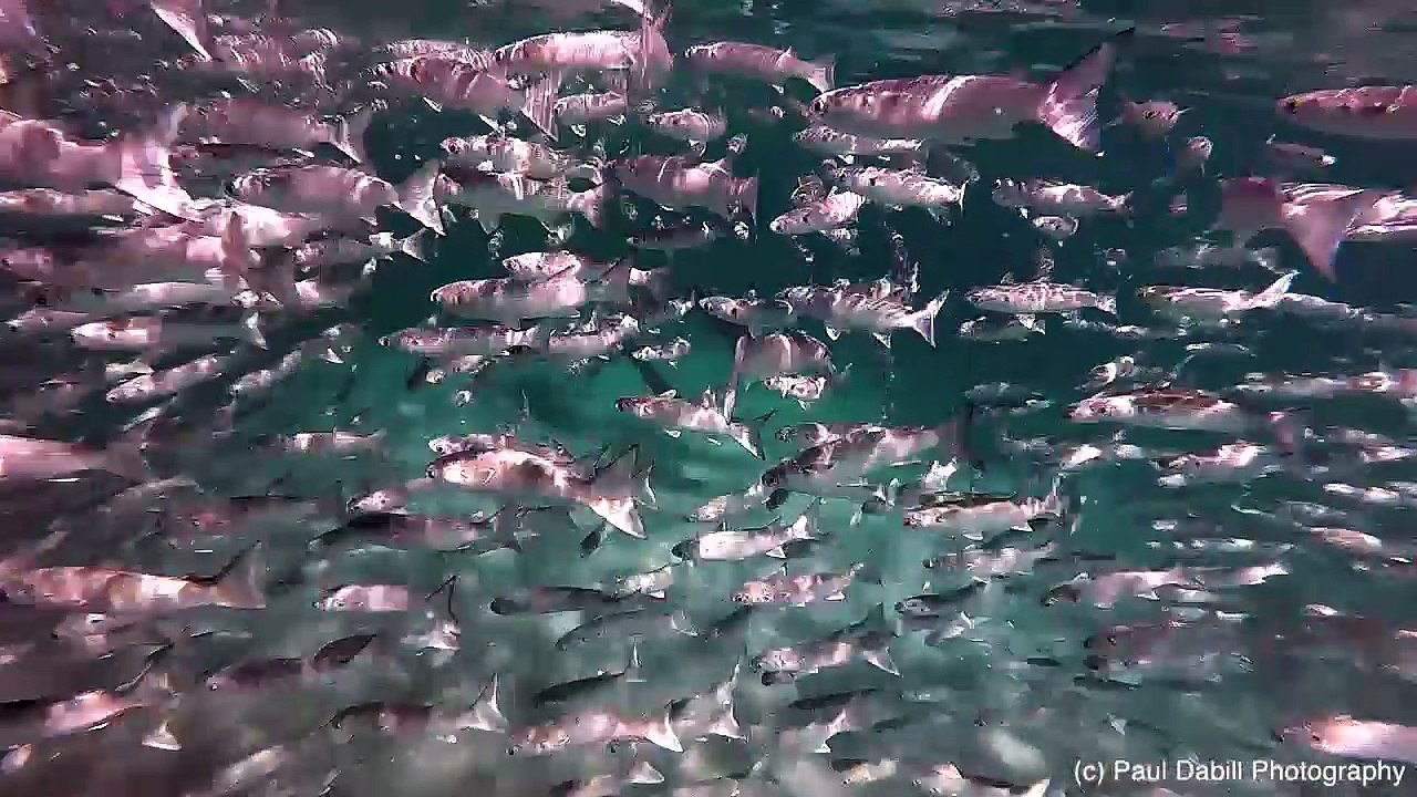 Mullet Magic off Singer Island
