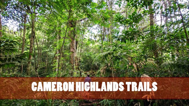 Top Hiking Places in Penang For the Explorers