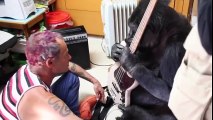 Le bassiste des Red Hot Chili Peppers apprend à un gorille à jouer de la basse