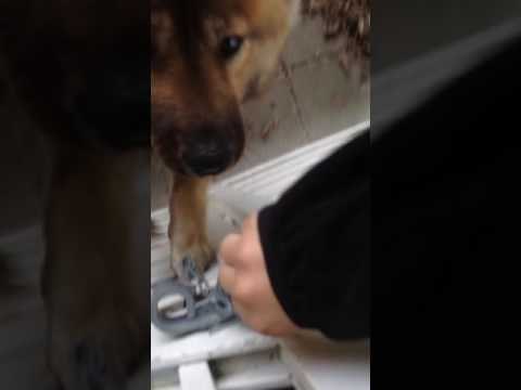 Delighted Dog Welcomes Owner Back After Two Week Absence