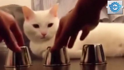 Funny Cat Video - Smartest Cat in The World 2015