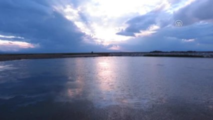 Genç Flamingolar "Büyük Göçe" Hazırlanıyor - Konya