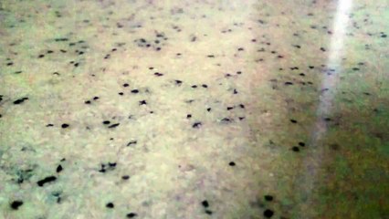 OUT OF THE BLUE Debbie Gibson ～cover～