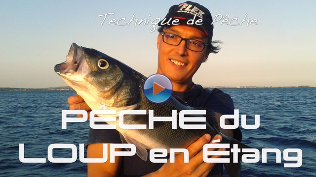 Pêche du loup aux leurres en Etang