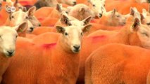 Fazendeiro britânico tinge ovelhas de laranja para evitar furtos