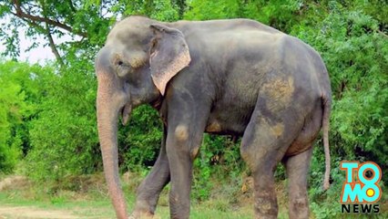 Découvez la réaction de Raju l’éléphant après avoir été libéré de 50 ans de maltraitance !