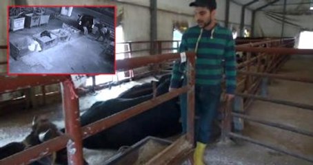 Küçük Araçla "Büyükbaş" Hırsızlığı Kameralara Yansıdı