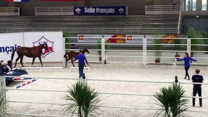 Gloria de Bieville (Contendro x Cacao Courcelle) (1/3)