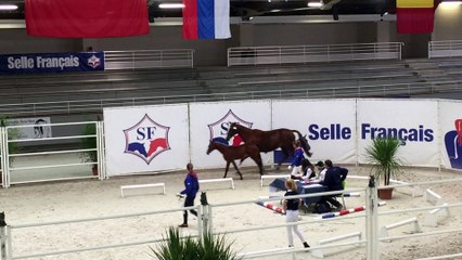 Gloria de Bieville (Contendro x Cacao Courcelle) (2/3)