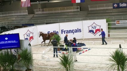 Gloria de Bieville (Contendro x Cacao Courcelle) (2/3)