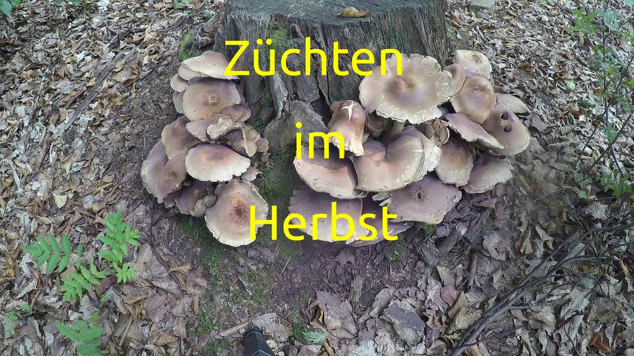 Züchten im herbst