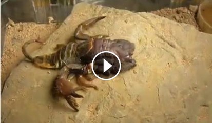 Insects are every where