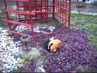 Pelea entre dos gatos se volvió viral