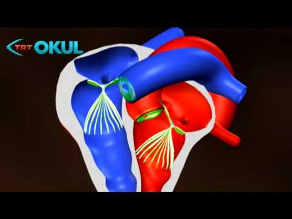 Anatomi Atlası - Kalp - TRT Okul