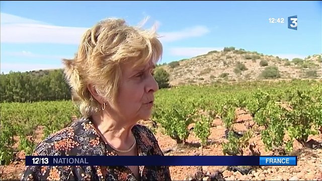 Des vendanges mi-figue mi raisin