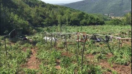 Report TV - Policia, asgjësohen 5500 rrënjë kanabis në Krujë