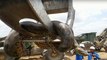 Biggest Snake Ever - Construction Workers Discover 10m Anaconda at Brazilian building site