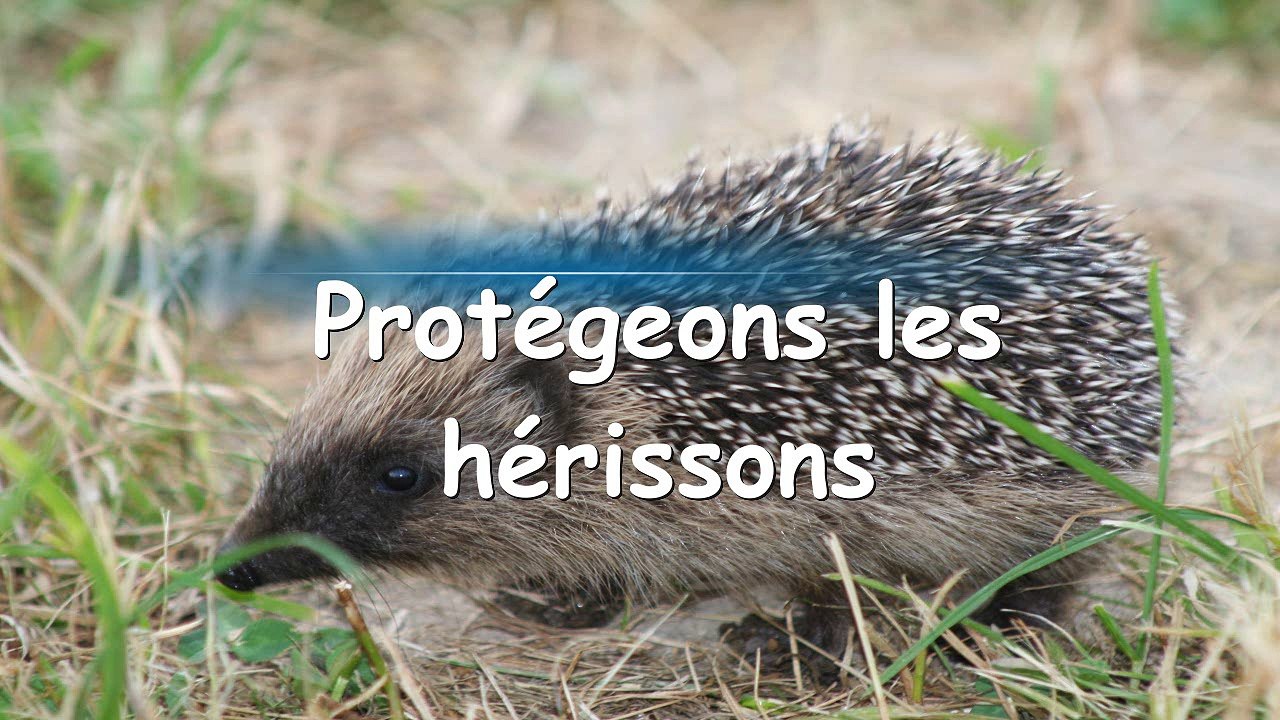 Construction d'un abri pour hérissons