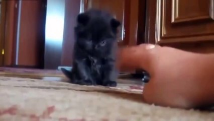 Funny Kitty and Cute Kittens That Will Make You Laugh