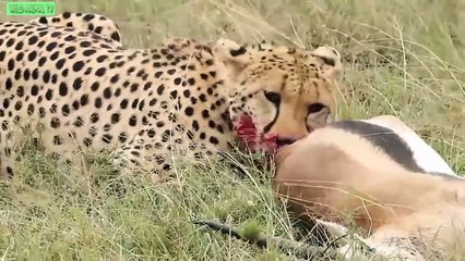 Lion vs Ostrich, Leopard vs Gnu, Antelope, Eagle eat Snake # Best Moment Wild Animal Attac
