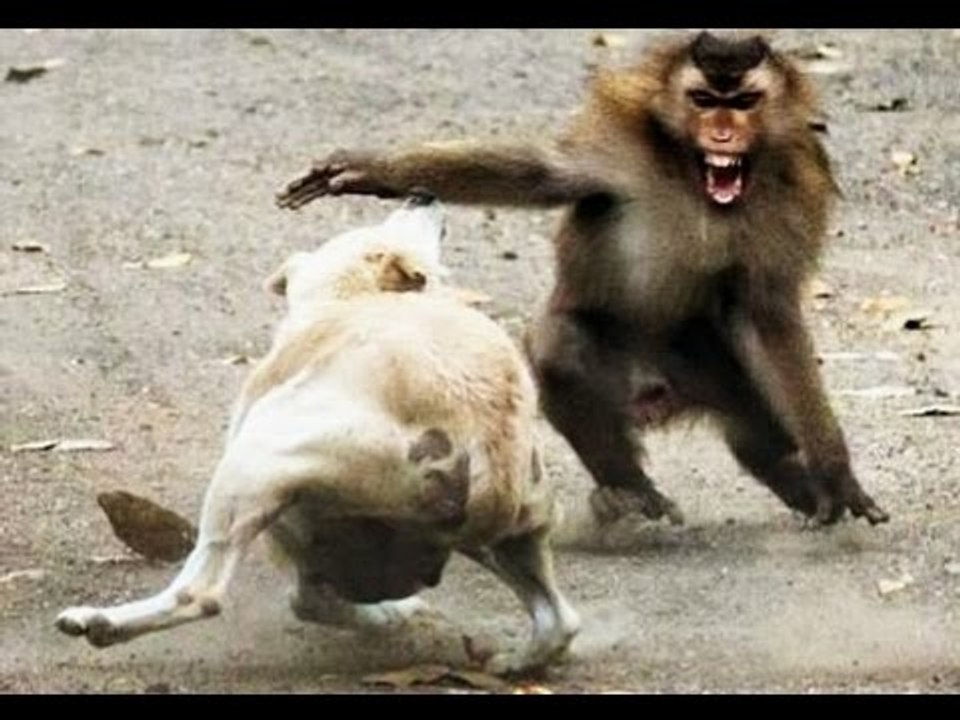 Most amazing wild animal attack-#2