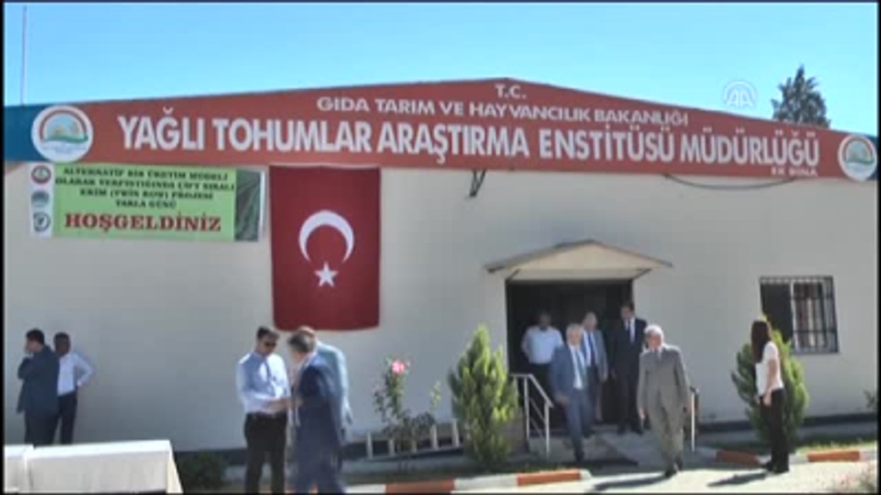 Alternatif Yöntemle Yetiştirilen Yer Fıstığında İlk Hasat
