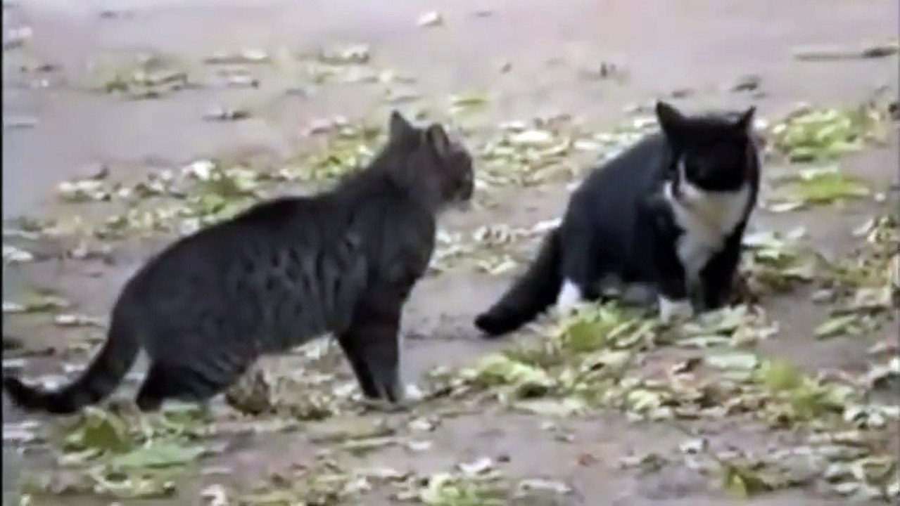 Cat Fight Dog Win