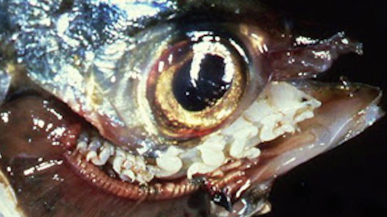 Top 10 Most Disgusting Animals Of All Time