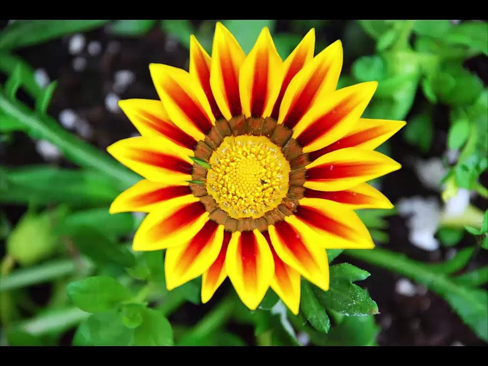 New nice looking flower