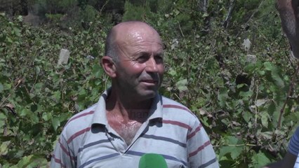 Raki Përmeti...me rrush grek - Top Channel Albania - News - Lajme