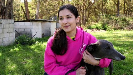 Corrida de cachorro na mira do governo australiano