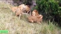 León vs antílope, Tigre vs hipopótamo, cebra, una hiena # Pelea Real la Mayoría de los Increíbles Animales Ataque de PARTE