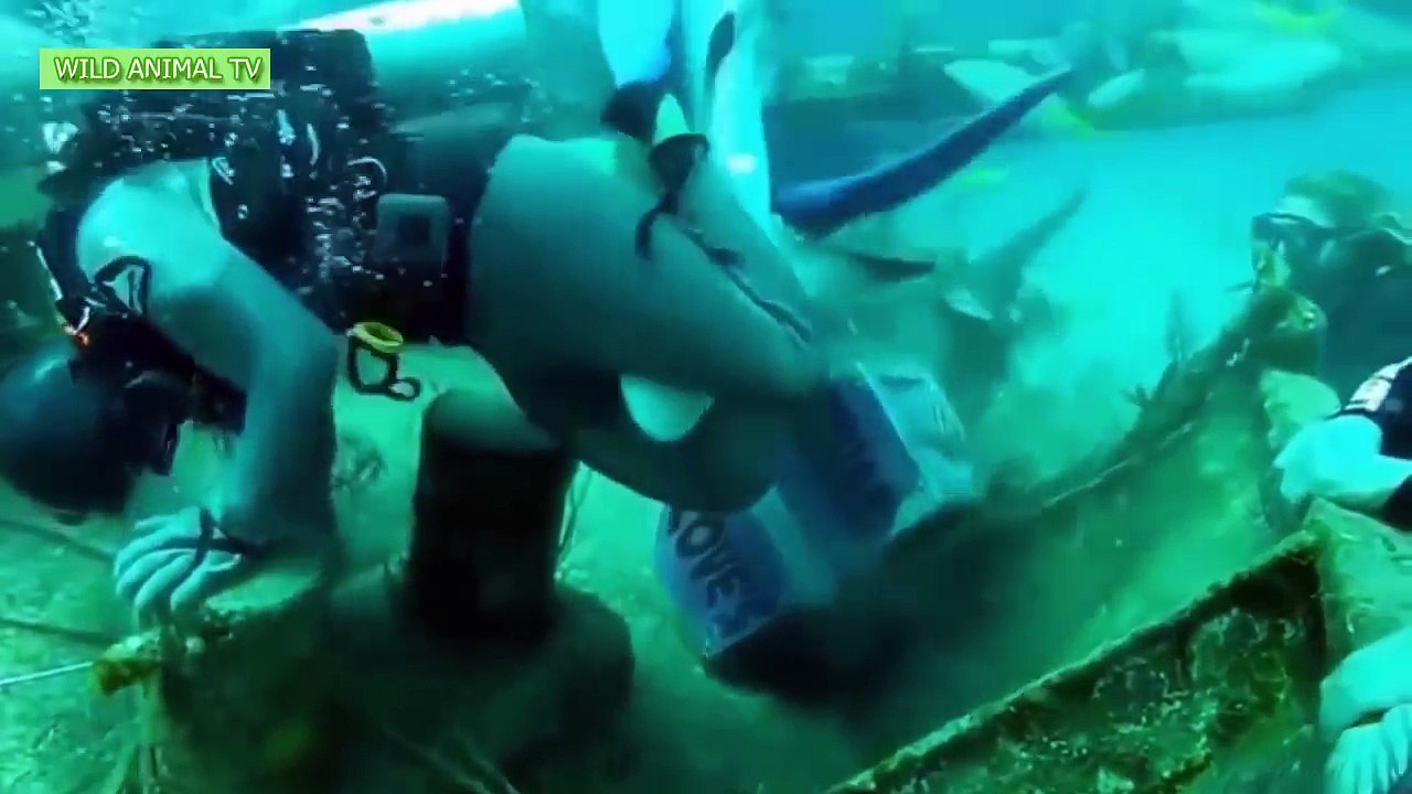 Marine animal world oceans | Shark attacks hunmas, Crocodile, Sea Lions | Part 1 - Wild An