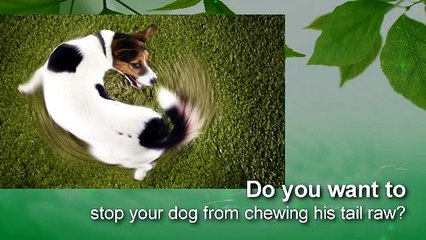 My dog keeps chewing his tail raw - Answer