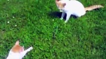 FUNNY NEW VIDEOS Funny Cats Funny Cat Videos - Kitten Fails 2014 HD