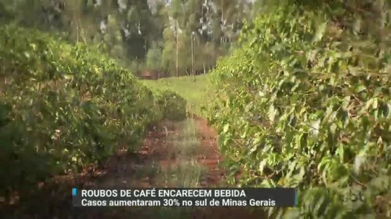 Roubos de café no sul de Minas Gerais encarecem bebida