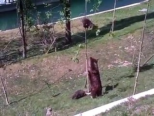 MAA TERI SHAN WO WO WO WO