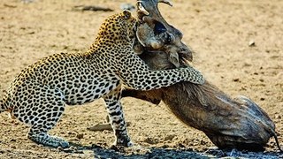 Leopard vs Wild Dogs vs Lion vs Big Baboon Wild Animal Attack HD new video 2017