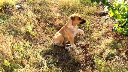 "Тут слишком много хохлов "