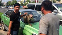 Monyet mengambil kendali taksi di Cina - Tomonews