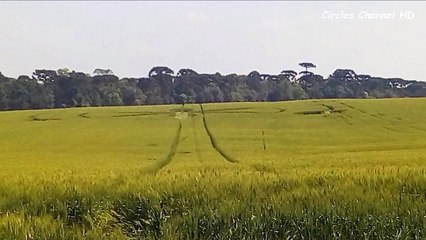 Crop Circles 2016 - Prudentópolis, Paraná, Brazil - 27th September 2016.