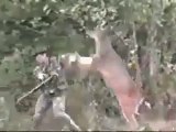 Le chasseur chassé par un cerf