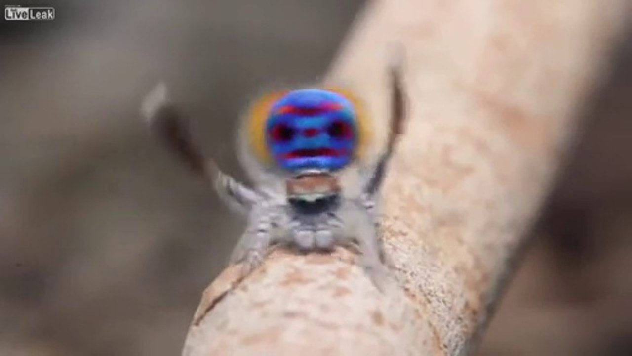 Araignée paon
